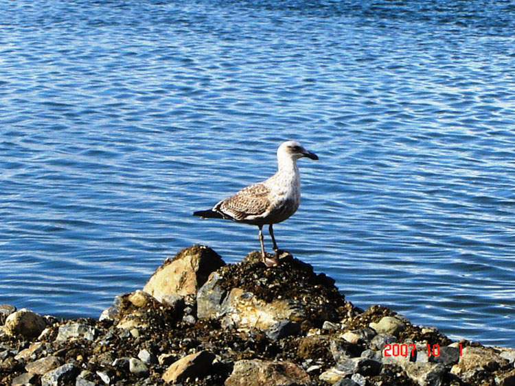 Foto de Ushuaia, Tierra del Fuego., Argentina