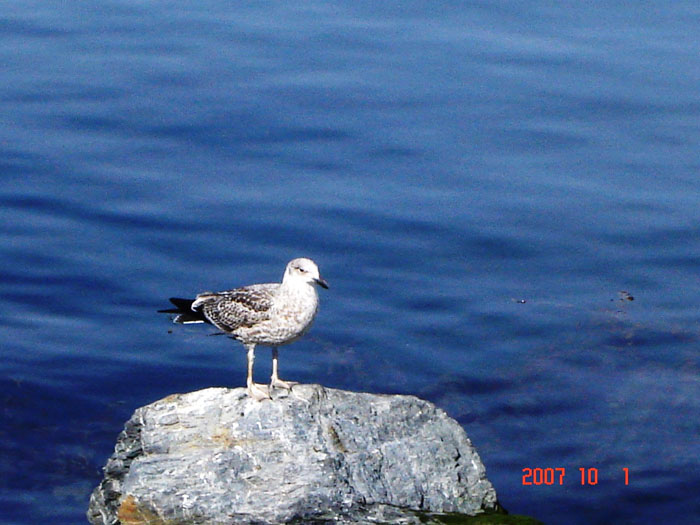 Foto de Ushuaia, Tierra del Fuego, Argentina