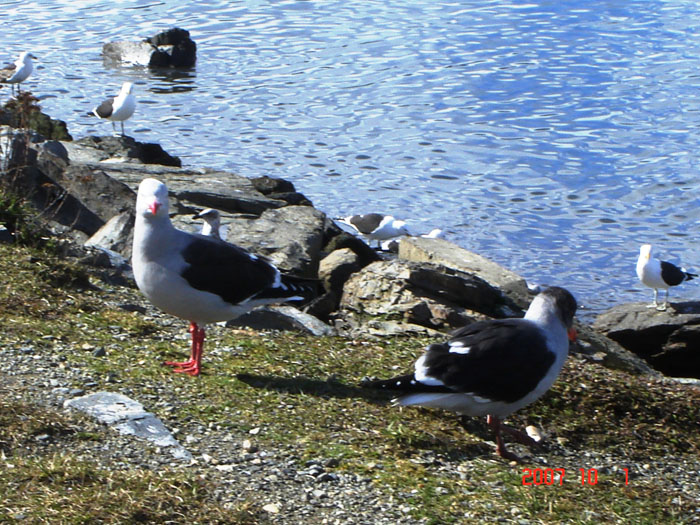 Foto de Ushuaia, Tierra del Fuego, Argentina