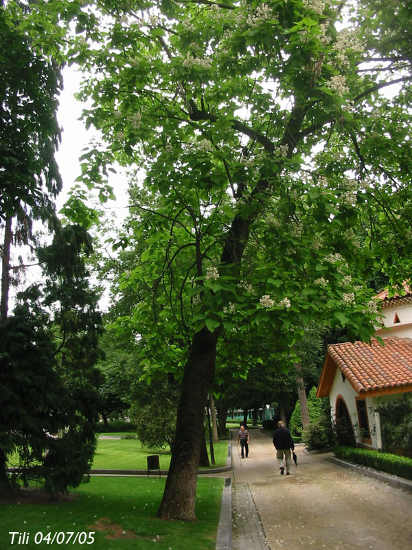 Foto de Oviedo (Asturias), España