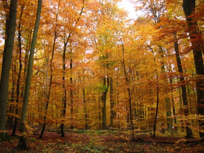 Foto de Trabern-Trarbach, Alemania