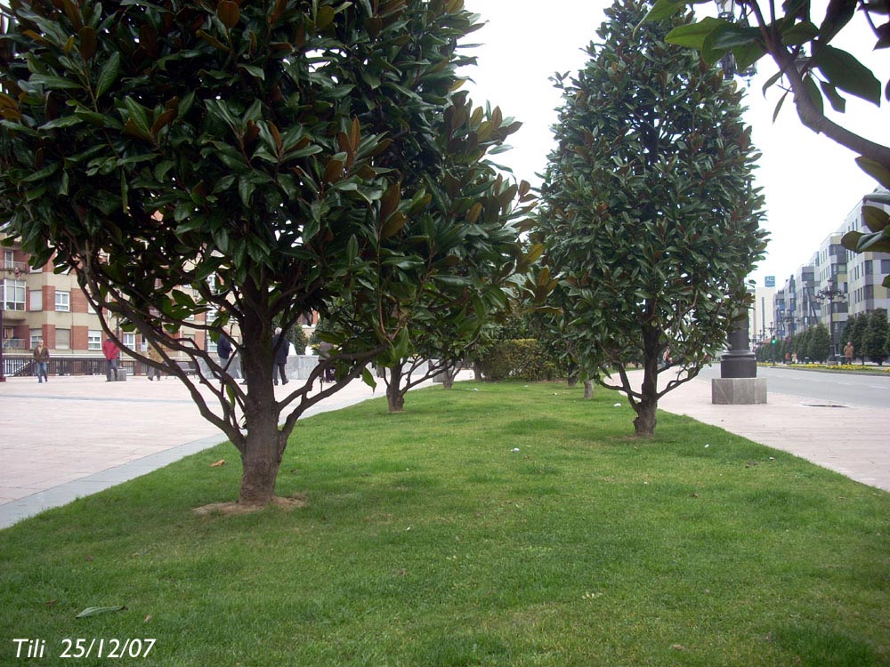 Foto de Oviedo (Asturias), España