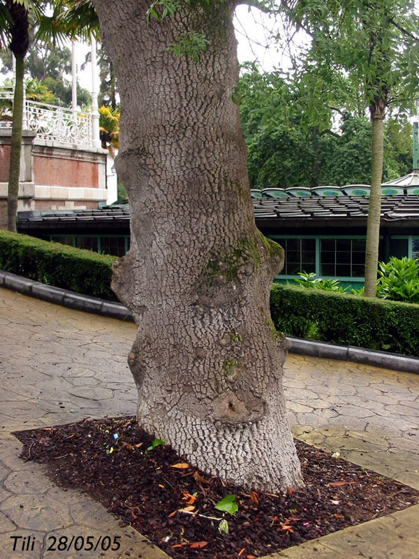 Foto de Oviedo (Asturias), España