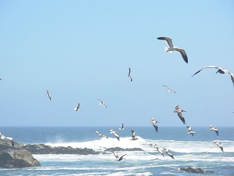 Foto de Maitencillo, Chile