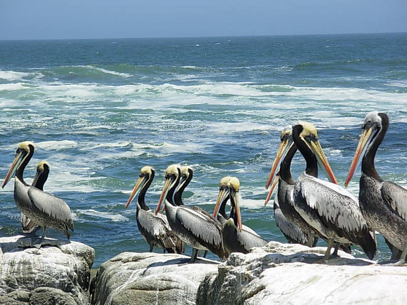 Foto de Maitencillo, Chile