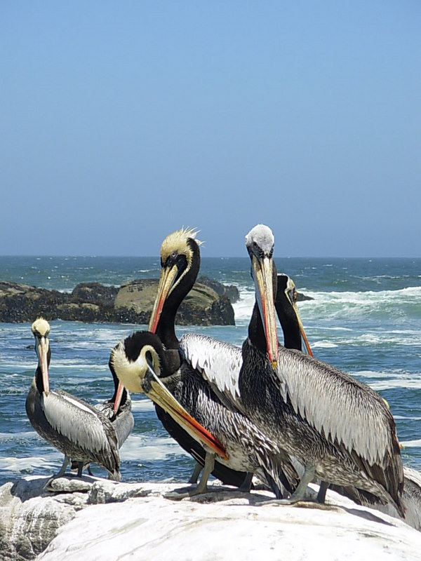 Foto de Maitencillo, Chile