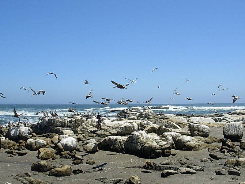 Foto de Maitencillo, Chile