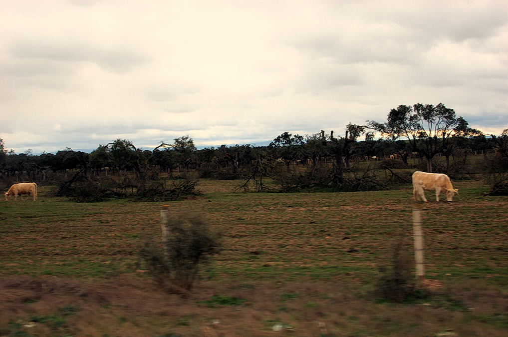 Foto de Salamanca (Castilla y León), España