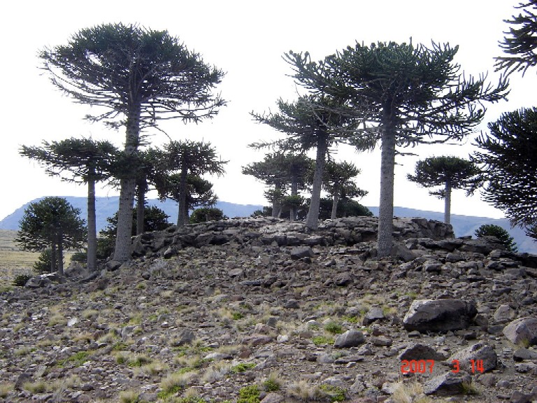 Foto de Caviahue (Neuquén), Argentina