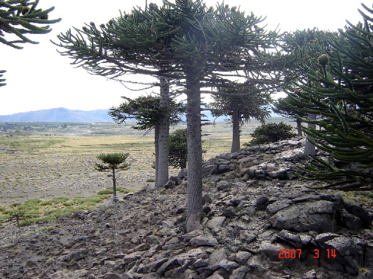 Foto de Caviahue (Neuquén), Argentina