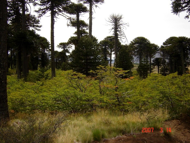 Foto de Caviahue (Neuquén), Argentina