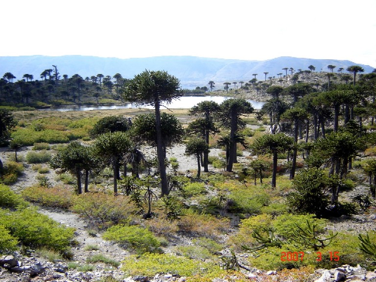 Foto de Caviahue (Neuquén), Argentina