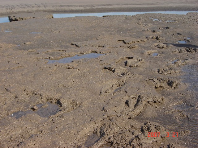 Foto de Monte Hermoso (Buenos Aires), Argentina