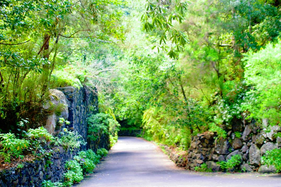 Foto de Los Tilos - La Palma (Santa Cruz de Tenerife), España