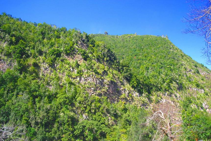 Foto de Los Tilos - La Palma (Santa Cruz de Tenerife), España