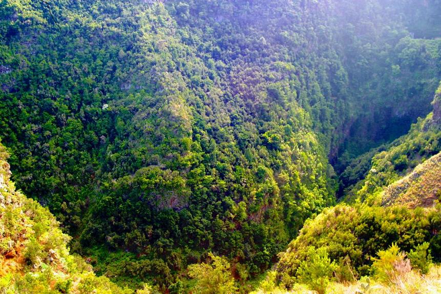 Foto de Los Tilos - La Palma (Santa Cruz de Tenerife), España