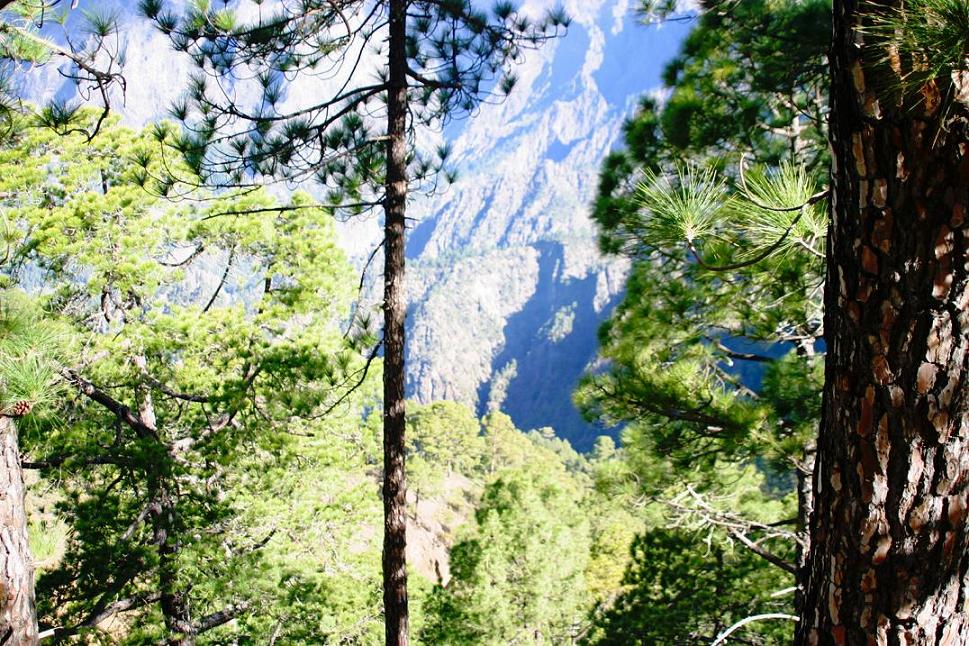 Foto de El Paso - La Palma (Santa Cruz de Tenerife), España