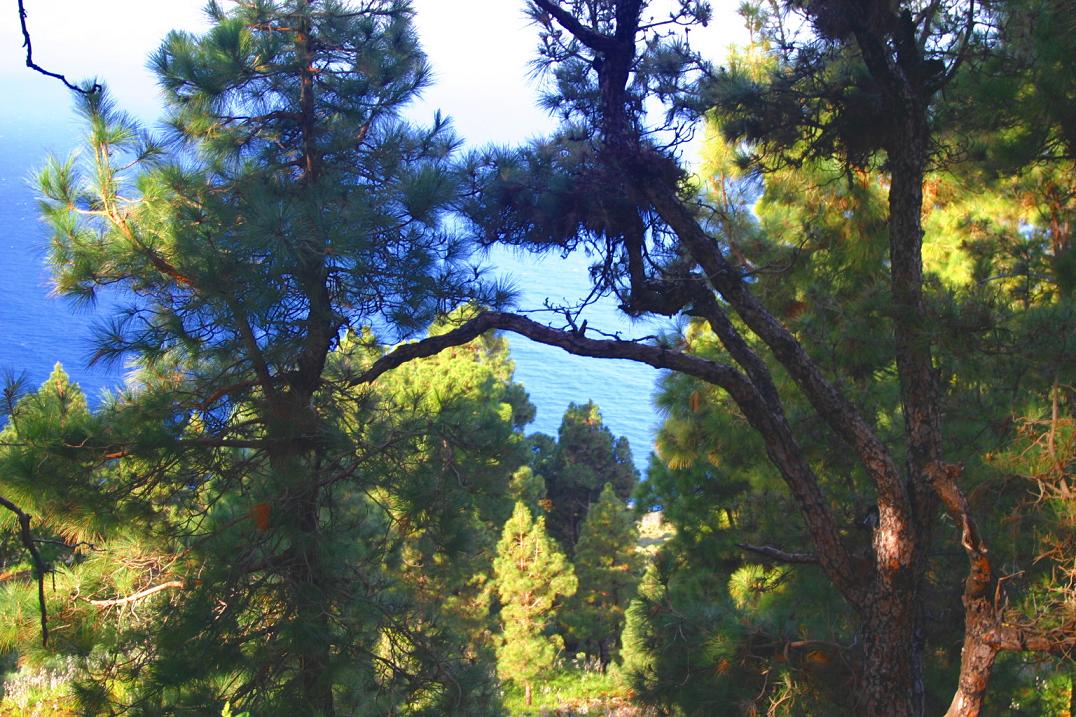 Foto de Puerto Naos - La Palma (Santa Cruz de Tenerife), España