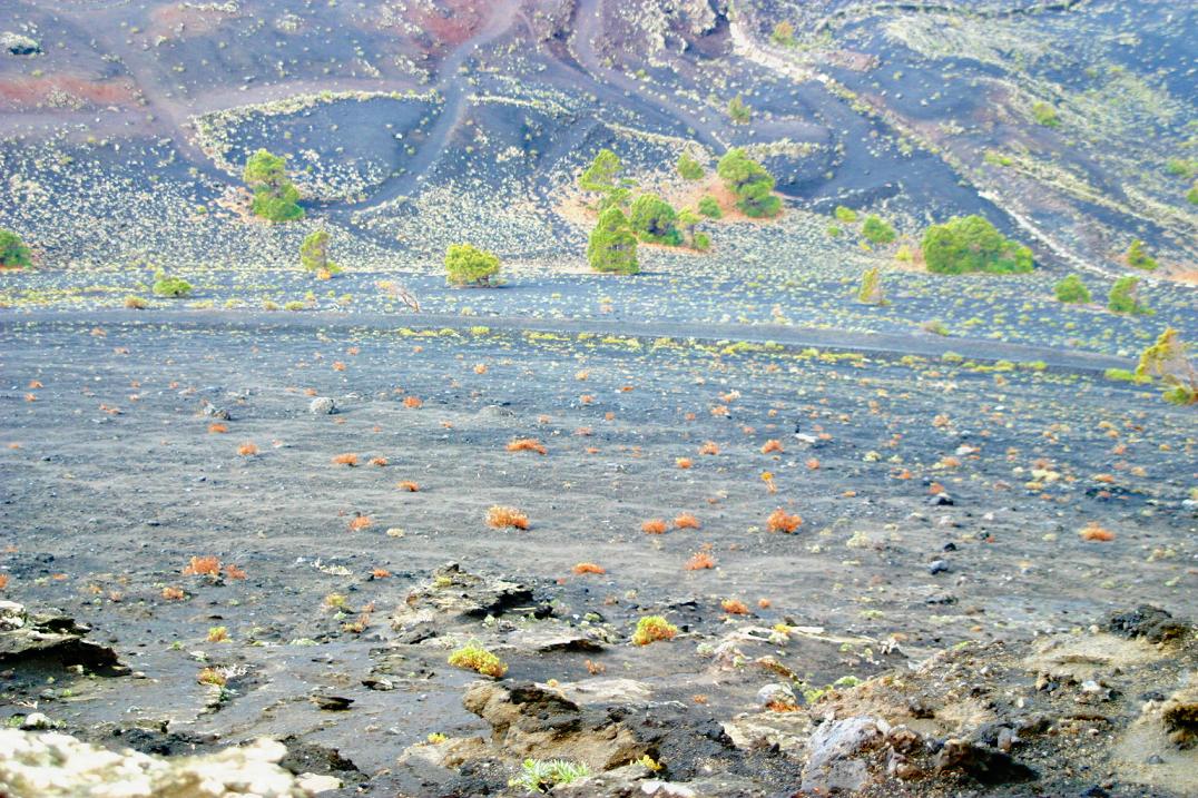 Foto de Los Canarios - La Palma (Santa Cruz de Tenerife), España