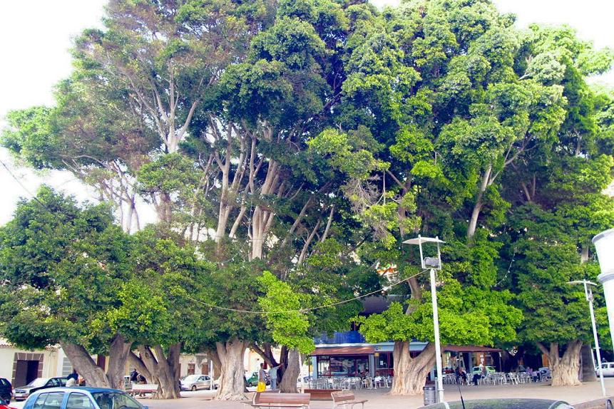 Foto de San Sebastián - La Gomera (Santa Cruz de Tenerife), España