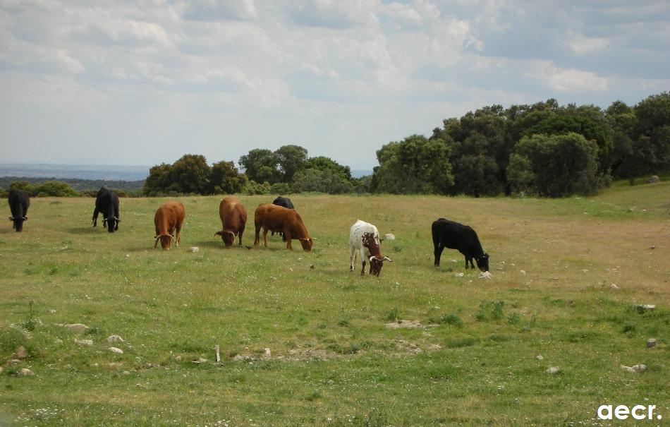 Foto de Valdemorillo (Madrid), España