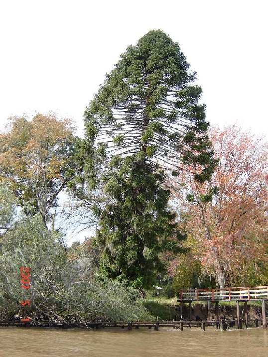 Foto de Tigre (Buenos Aires), Argentina