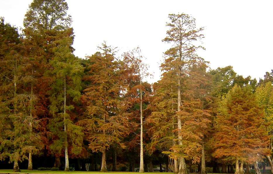 Foto de Tigre (Buenos Aires), Argentina