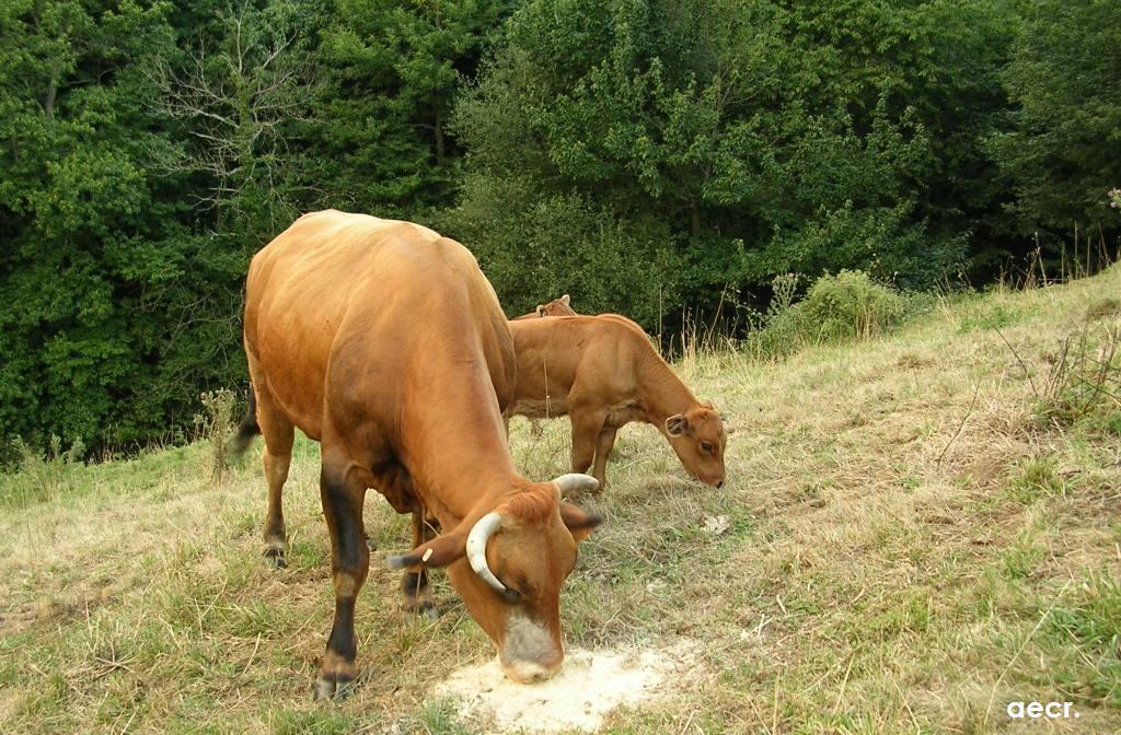 Foto de Carbayeu (Asturias), España