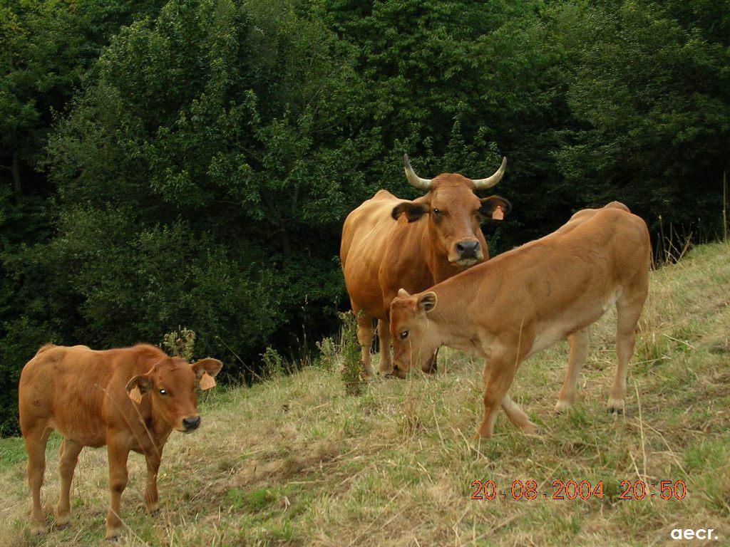 Foto de Carbayeu (Asturias), España