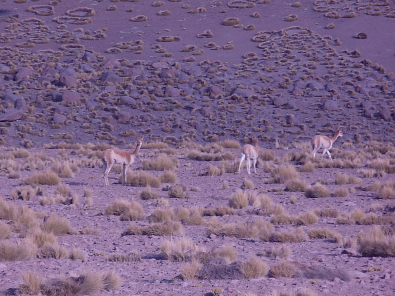 Foto de San Pedro de Atacama, Chile