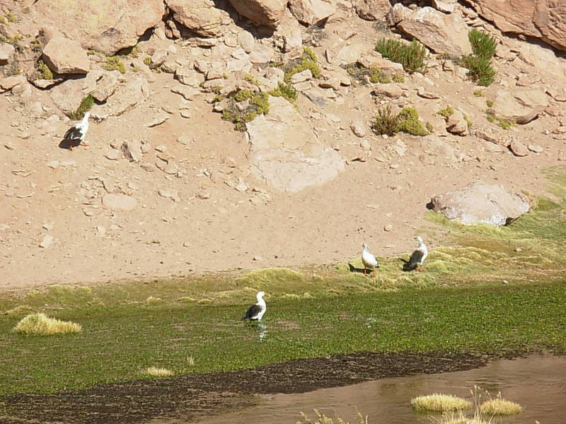 Foto de San Pedro de Atacama, Chile