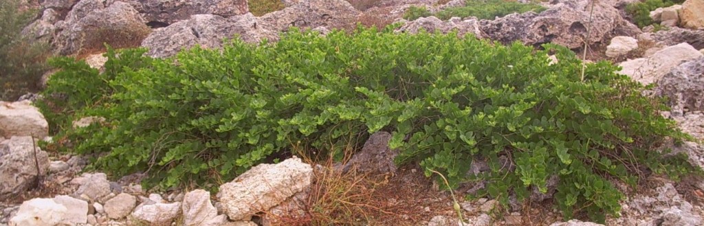 Foto de S´algar - Menorca (Illes Balears), España