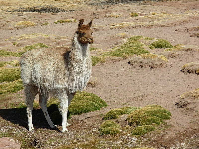 Foto de San Pedro de Atacama, Chile