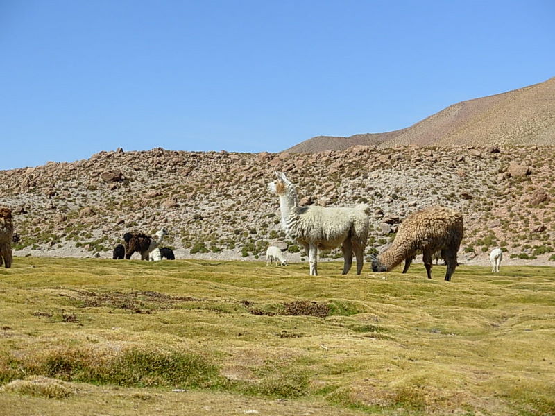 Foto de San Pedro de Atacama, Chile