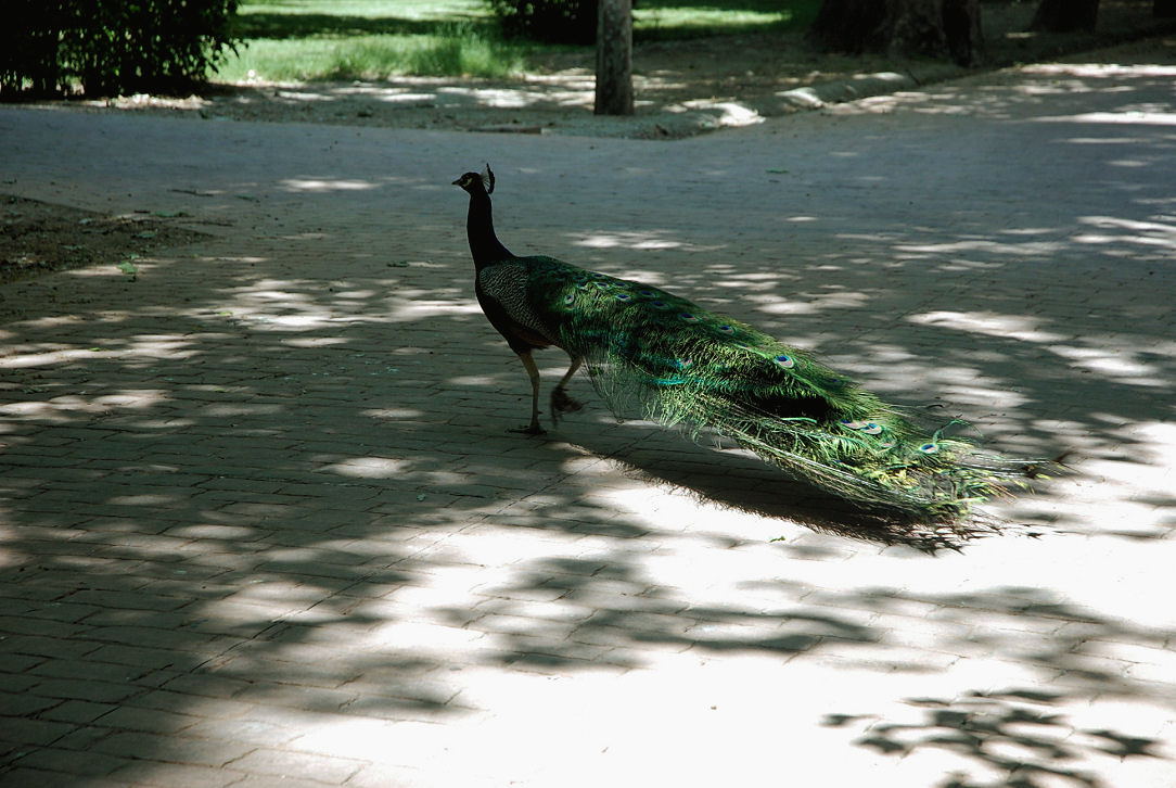 Foto de Aranjuez (Madrid), España