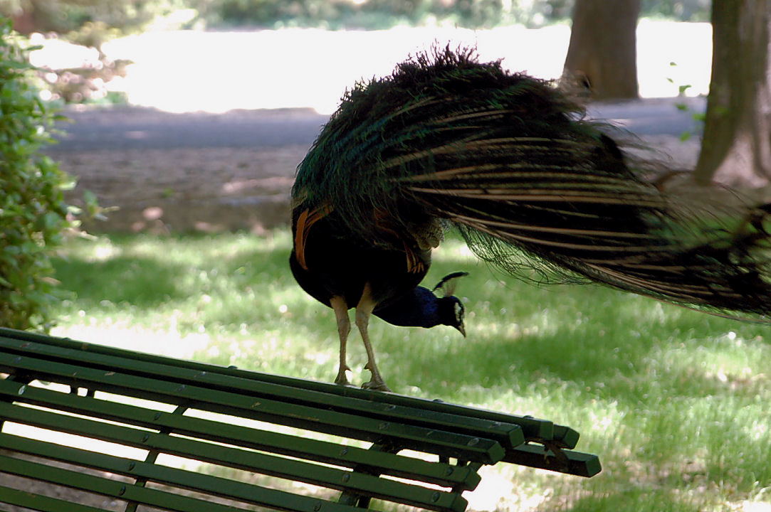 Foto de Aranjuez (Madrid), España