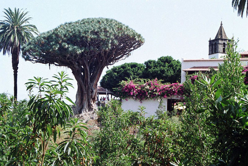 Foto de Icod de los Vinos (Santa Cruz de Tenerife), España