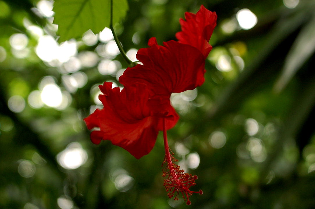 Foto de Xcaret, México