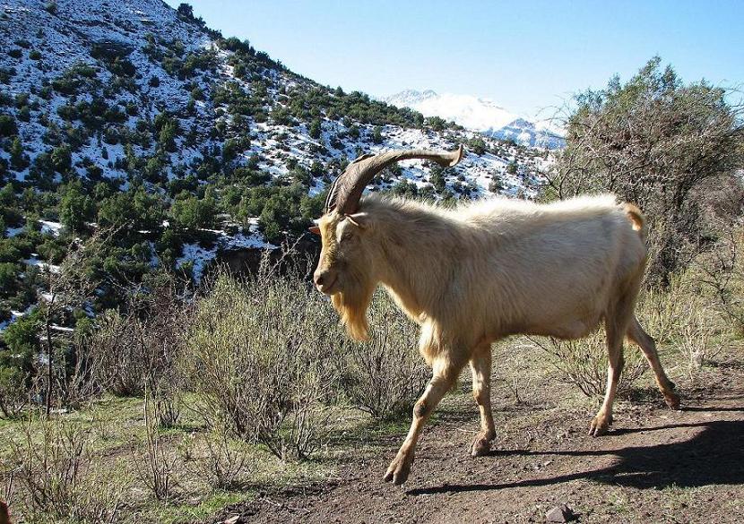 Foto de San José de Maipo, Chile