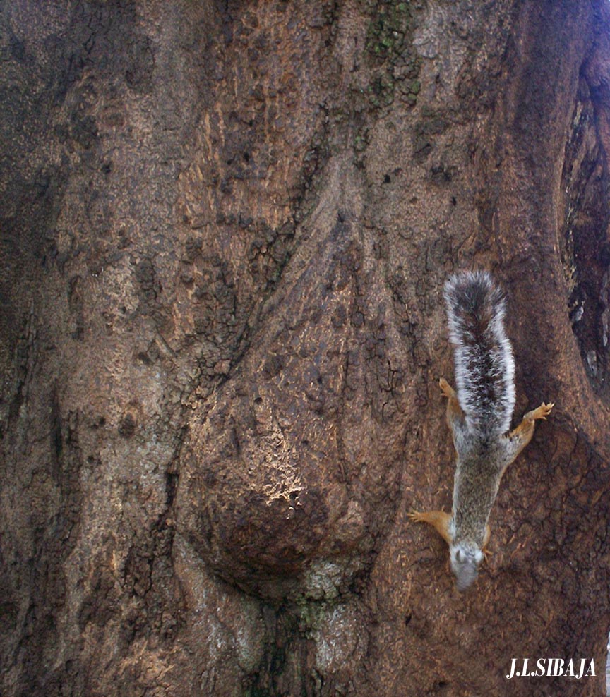 Foto de Alajuela, Costa Rica