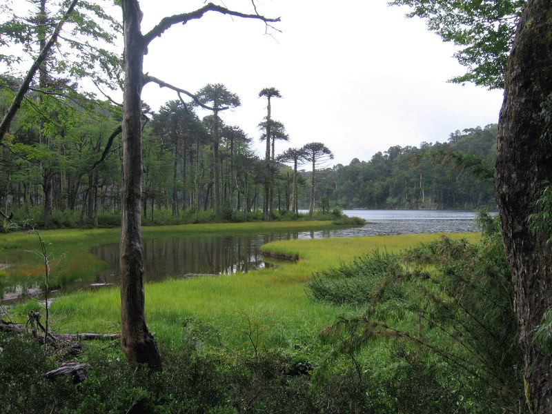 Foto de Araucania, Chile