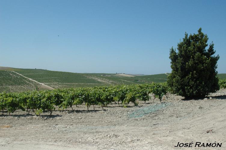 Foto de Jerez de la Frontera (Cádiz), España