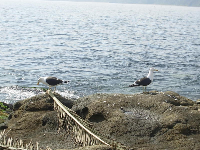 Foto de Horcon, Chile