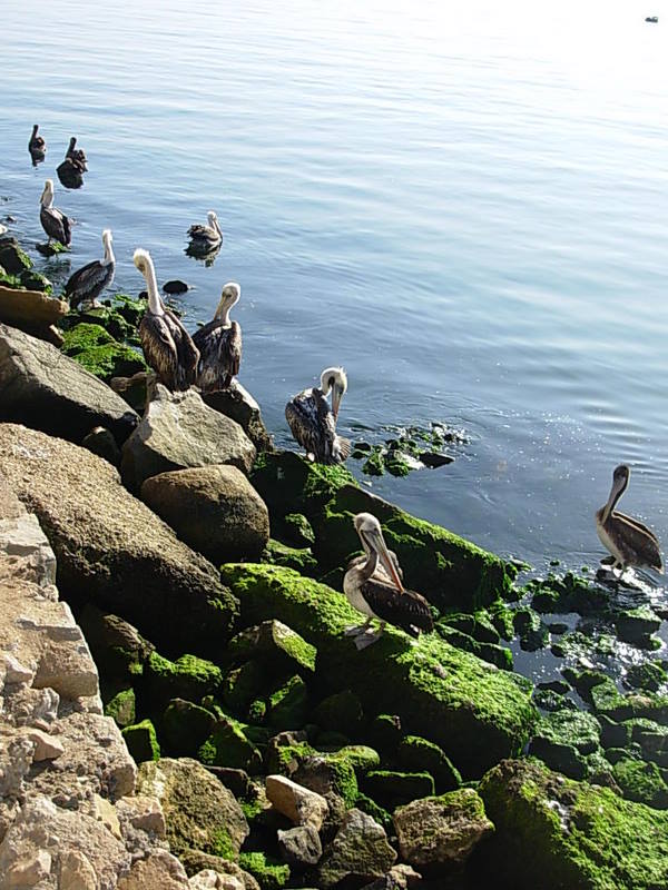 Foto de Coquimbo, Chile