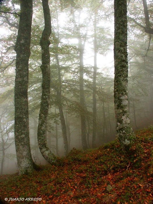 Foto de Cangas del Narcea (Asturias), España