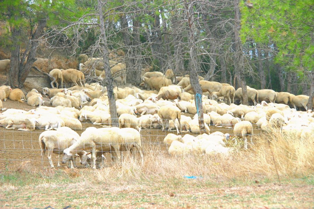 Foto de El Pueyo de Araguás (Huesca), España