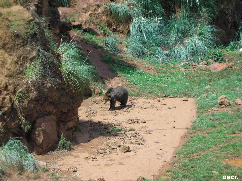 Foto de Cabárceno (Cantabria), España