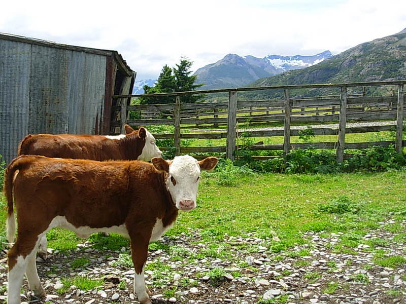 Foto de Puerto Natales, Chile