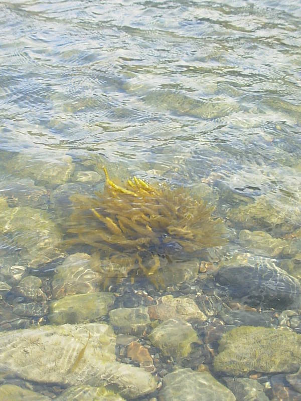 Foto de Puerto Natales, Chile