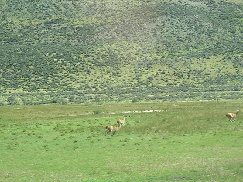 Foto de Parque Nacional Torres del Paine, Chile